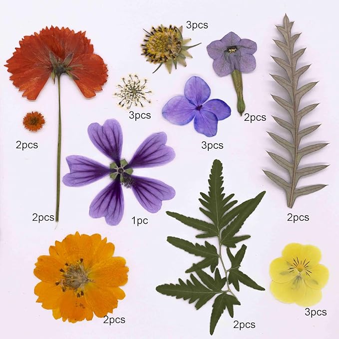 25Pcs Dried Pressed Flowers for Resin DIY Art Crafts Natural Dry Leaves Ferns Daisy Epoxy Jewelry Real Flower Decor Cakes Bookmarks Phone Cases Candles Handmade Soap Orange&Purple