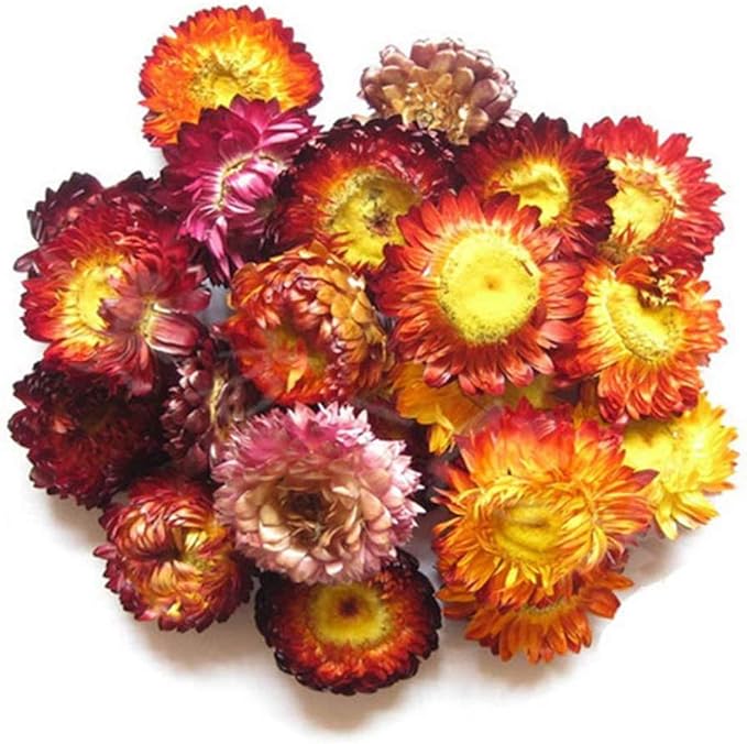 TooGet Dry Flowers and Herbs Accessories Decorations Natural Flower 12 Bags Set Dried Flowers for Soap Bath Bombs Making and Dried Flower Crafts