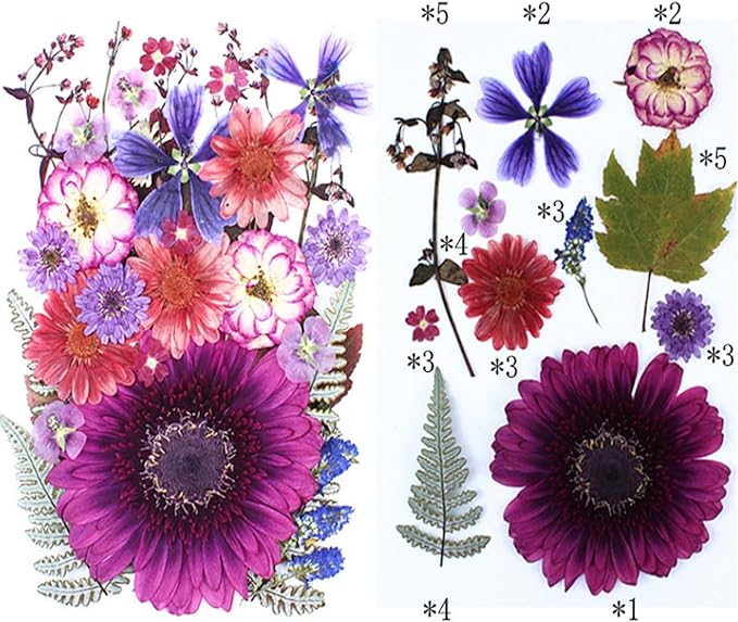 35Pcs Dried Pressed Flowers for Crafts Resin DIY Art Natural Dry Floral Large Size Daisy Colorful Epoxy Jewelry Real Rose Decor Cakes Bookmarks Phone Cases Candles Handmade Soap Papermaking Purple