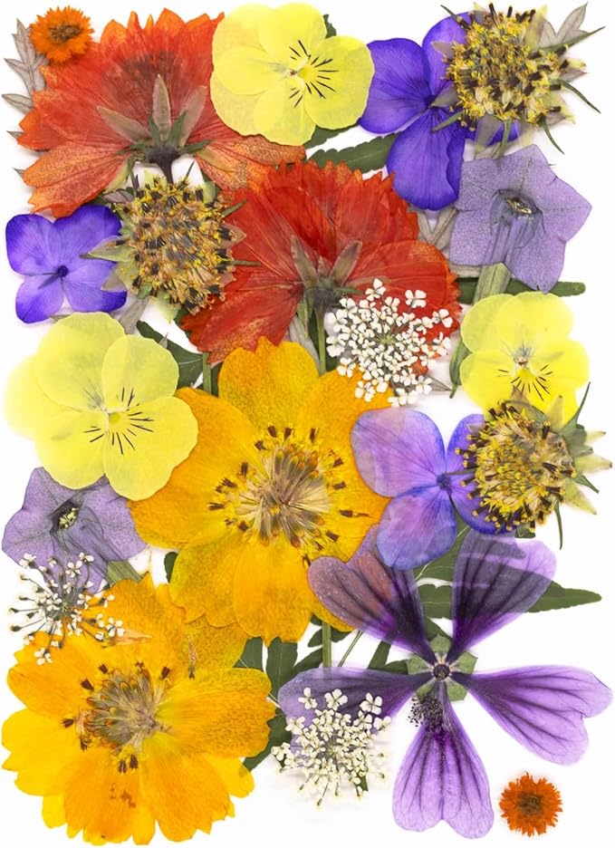 25Pcs Dried Pressed Flowers for Resin DIY Art Crafts Natural Dry Leaves Ferns Daisy Epoxy Jewelry Real Flower Decor Cakes Bookmarks Phone Cases Candles Handmade Soap Orange&Purple