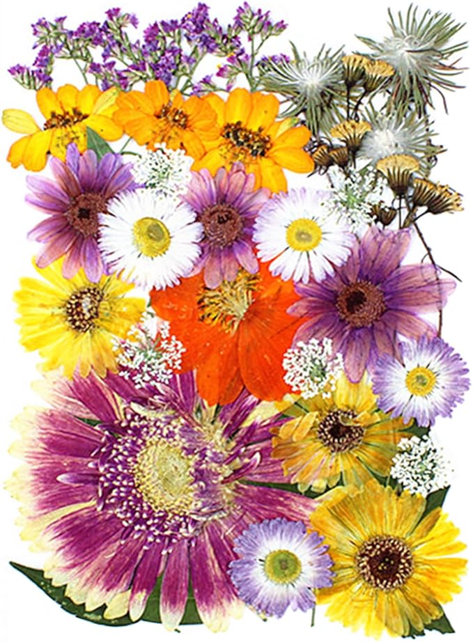 35Pcs Dried Pressed Flowers for Crafts Resin DIY Art Natural Dry Floral Large Size Daisy Colorful Epoxy Jewelry Real Rose Decor Cakes Bookmarks Phone Cases Candles Handmade Soap Papermaking Mix
