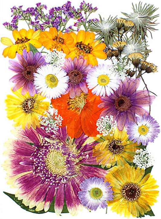 35Pcs Dried Pressed Flowers for Crafts Resin DIY Art Natural Dry Floral Large Size Daisy Colorful Epoxy Jewelry Real Rose Decor Cakes Bookmarks Phone Cases Candles Handmade Soap Papermaking Mix