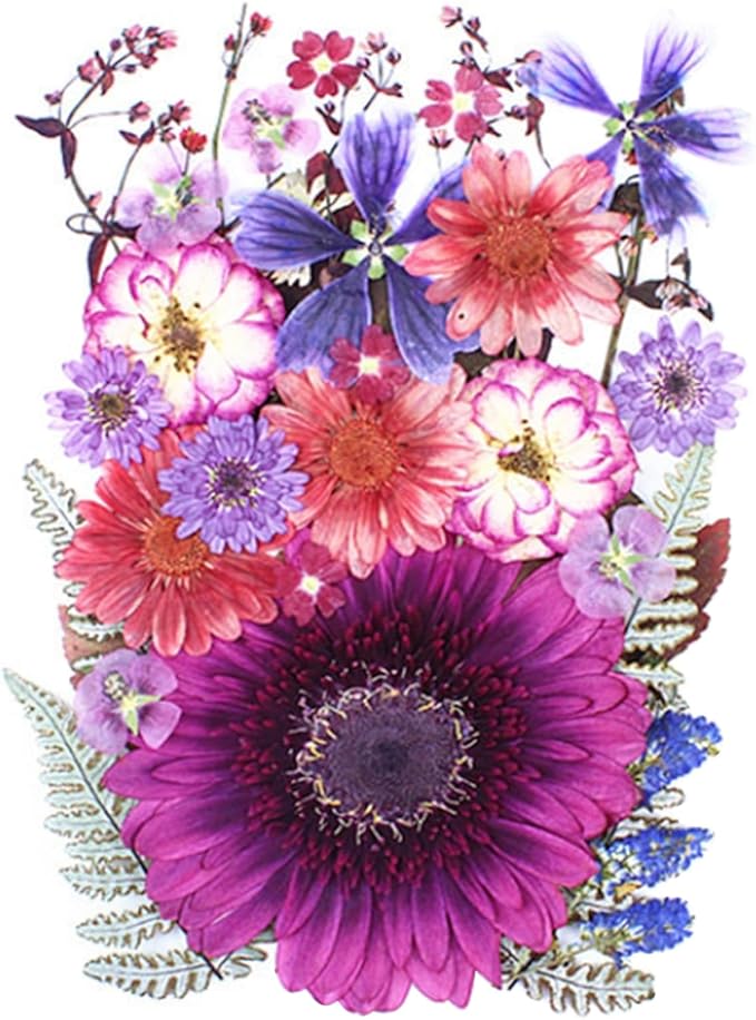 35Pcs Dried Pressed Flowers for Crafts Resin DIY Art Natural Dry Floral Large Size Daisy Colorful Epoxy Jewelry Real Rose Decor Cakes Bookmarks Phone Cases Candles Handmade Soap Papermaking Purple
