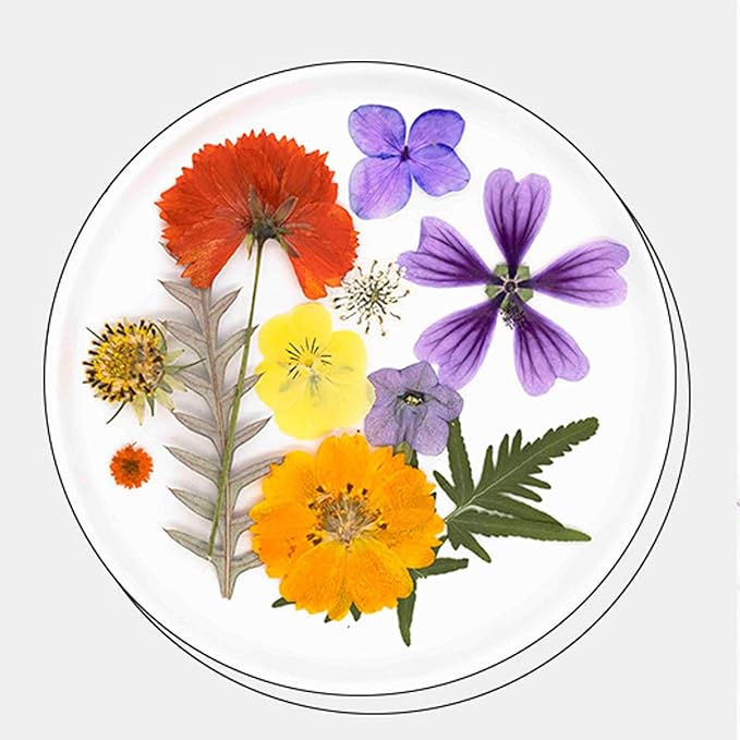 25Pcs Dried Pressed Flowers for Resin DIY Art Crafts Natural Dry Leaves Ferns Daisy Epoxy Jewelry Real Flower Decor Cakes Bookmarks Phone Cases Candles Handmade Soap Orange&Purple