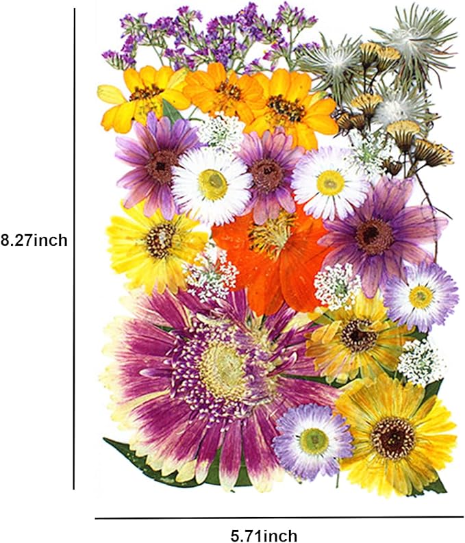 35Pcs Dried Pressed Flowers for Crafts Resin DIY Art Natural Dry Floral Large Size Daisy Colorful Epoxy Jewelry Real Rose Decor Cakes Bookmarks Phone Cases Candles Handmade Soap Papermaking Mix