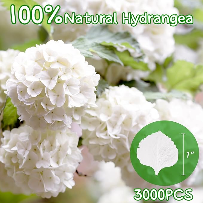 3000+Pcs Real Ivory White Dried Hydrangea Flower Petals - 100% Natural Creamy White Flower Petals for Wedding Confetti, Romantic Night Decor, DIY Handcrafts (2.12oz)