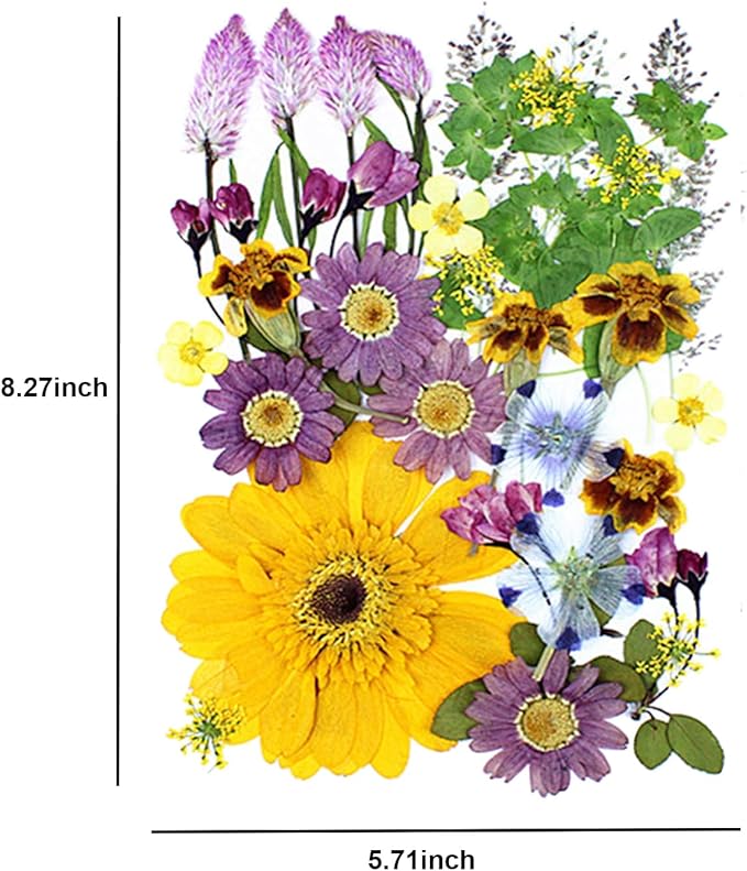 35Pcs Dried Pressed Flowers for Crafts Resin DIY Art Natural Dry Floral Large Size Daisy Colorful Epoxy Jewelry Real Rose Decor Cakes Bookmarks Phone Cases Candles Handmade Soap Papermaking Yellow