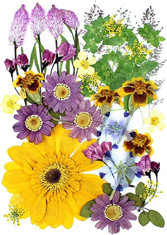 35Pcs Dried Pressed Flowers for Crafts Resin DIY Art Natural Dry Floral Large Size Daisy Colorful Epoxy Jewelry Real Rose Decor Cakes Bookmarks Phone Cases Candles Handmade Soap Papermaking Yellow