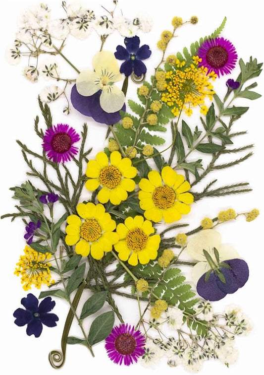 25Pcs Dried Pressed Flowers for Resin DIY Art Crafts Natural Dry Leaves Ferns Daisy Epoxy Jewelry Real Flower Decor Cakes Bookmarks Phone Cases Candles Handmade Soap Yellow Crystal