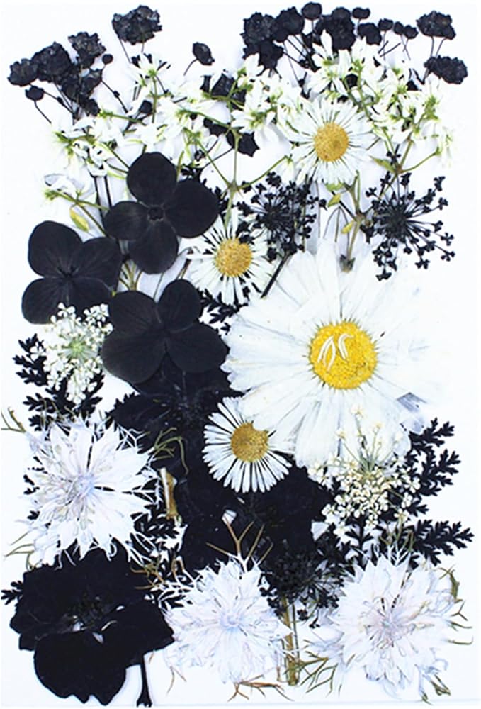 30Pcs Dried Pressed Flowers for Resin DIY Art Crafts Natural Dry Floral Daisy Epoxy Jewelry Real Flower Painting Decor Cakes Bookmarks Phone Cases Candles Handmade Black&White