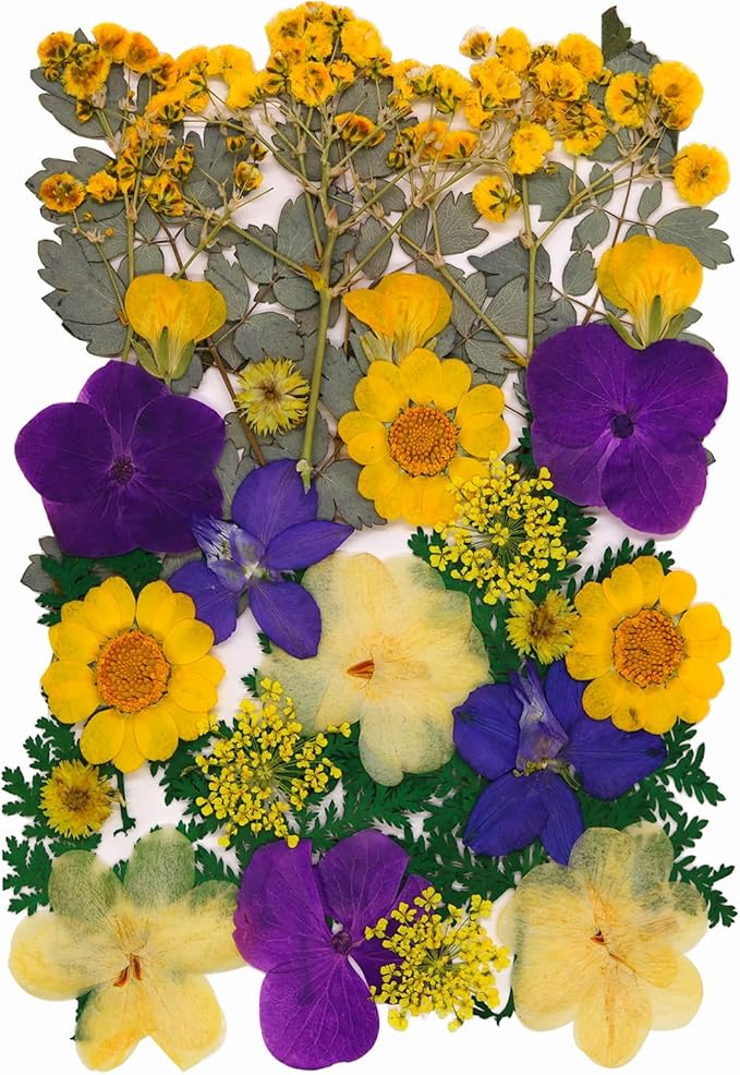 30Pcs Dried Pressed Flowers for Resin DIY Art Crafts Natural Dry Leaves Ferns Daisy Epoxy Jewelry Real Flower Decor Cakes Bookmarks Phone Cases Candles Handmade Soap Yellow&Purple