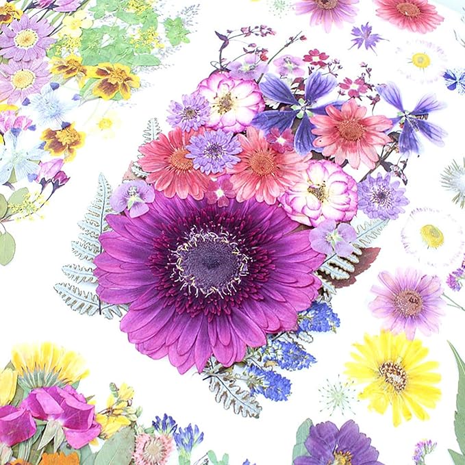 35Pcs Dried Pressed Flowers for Crafts Resin DIY Art Natural Dry Floral Large Size Daisy Colorful Epoxy Jewelry Real Rose Decor Cakes Bookmarks Phone Cases Candles Handmade Soap Papermaking Purple