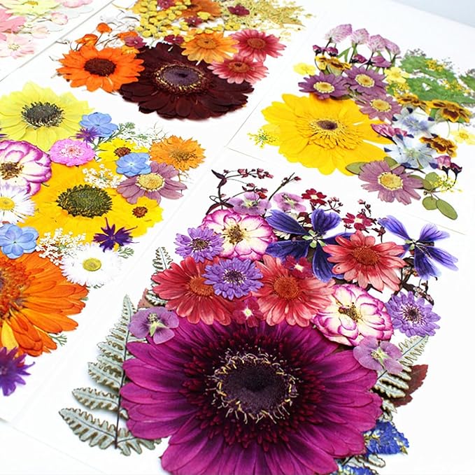 35Pcs Dried Pressed Flowers for Crafts Resin DIY Art Natural Dry Floral Large Size Daisy Colorful Epoxy Jewelry Real Rose Decor Cakes Bookmarks Phone Cases Candles Handmade Soap Papermaking Purple