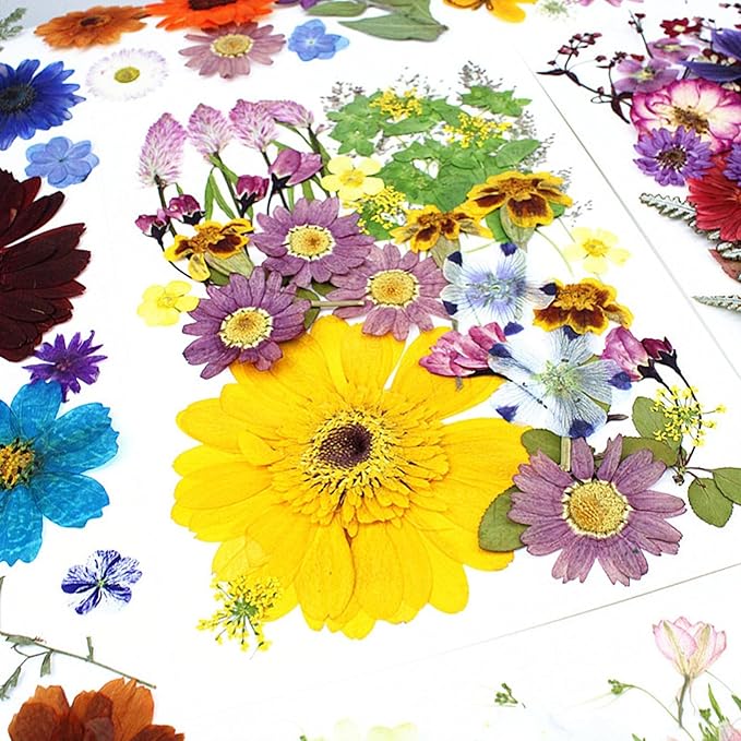 35Pcs Dried Pressed Flowers for Crafts Resin DIY Art Natural Dry Floral Large Size Daisy Colorful Epoxy Jewelry Real Rose Decor Cakes Bookmarks Phone Cases Candles Handmade Soap Papermaking Yellow