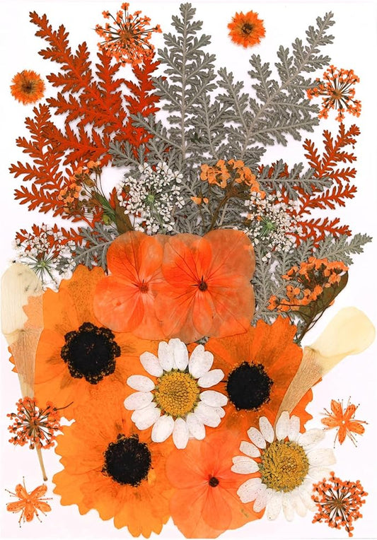 30Pcs Dried Pressed Flowers for Resin DIY Art Crafts Natural Dry Leaves Ferns Daisy Epoxy Jewelry Real Flower Decor Cakes Bookmarks Phone Cases Candles Handmade Soap Orange